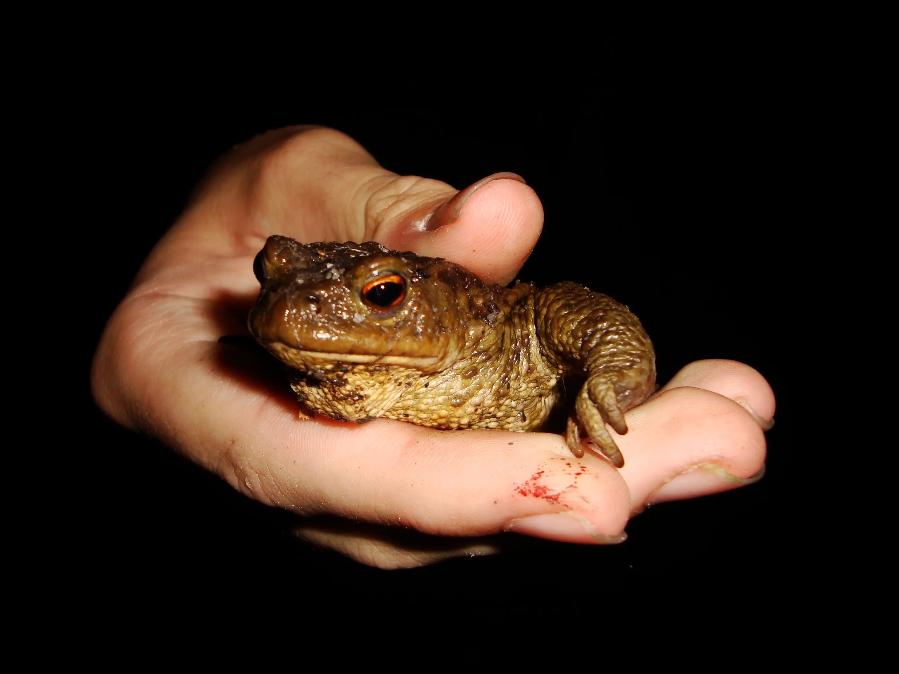 cool froggo xD